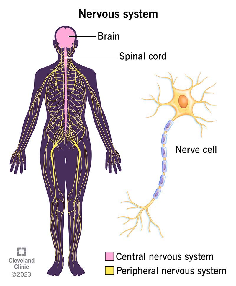 How Long Should I Take Gabapentin for Nerve Pain?