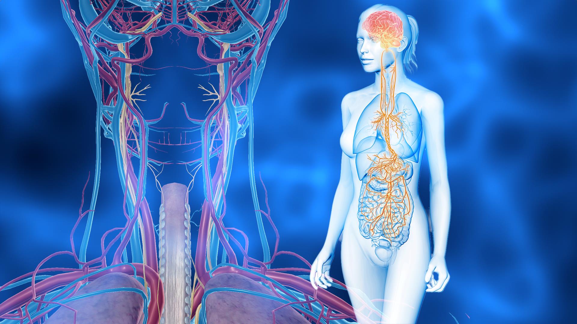 Using Mindfulness and Meditation to Support Nerve Function